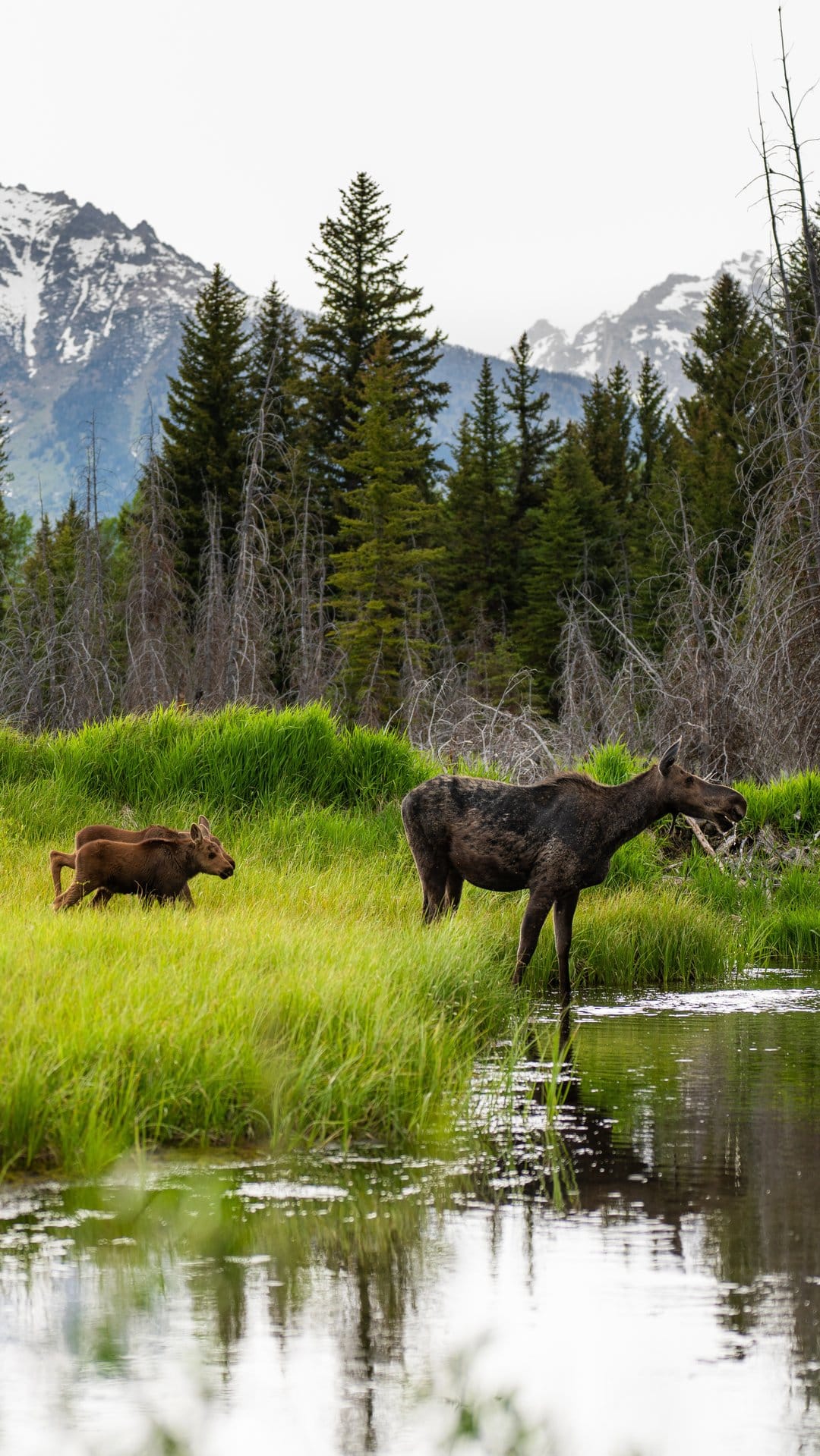 Mother moose and calf standing in a grassy meadow beside a clear river with snowy mountains in the background.