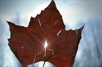 leaf,4K wallpaper,light,heaven,laptop wallpaper,leaves,sun,floral background,nature,4K wallpaper,wallpaper HD,desktop backgrounds,fall,the shade,Windows wallpaper,bright,to shine through,veins,free background,full HD wallpaper