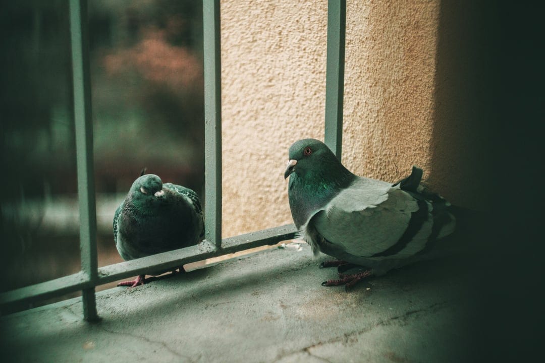 Two pigeons sit on a concrete ledge beside a window with a metal grate, showing one bird in sharp focus.