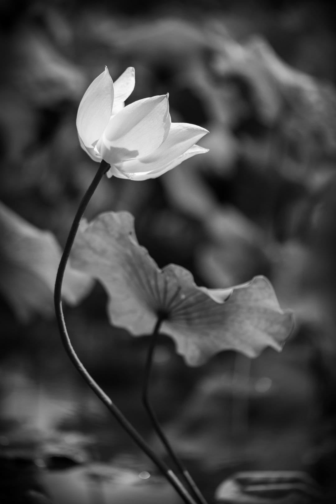 Lotus flower in bloom with soft white petals above a textured lily pad in a high-contrast monochrome garden pond.