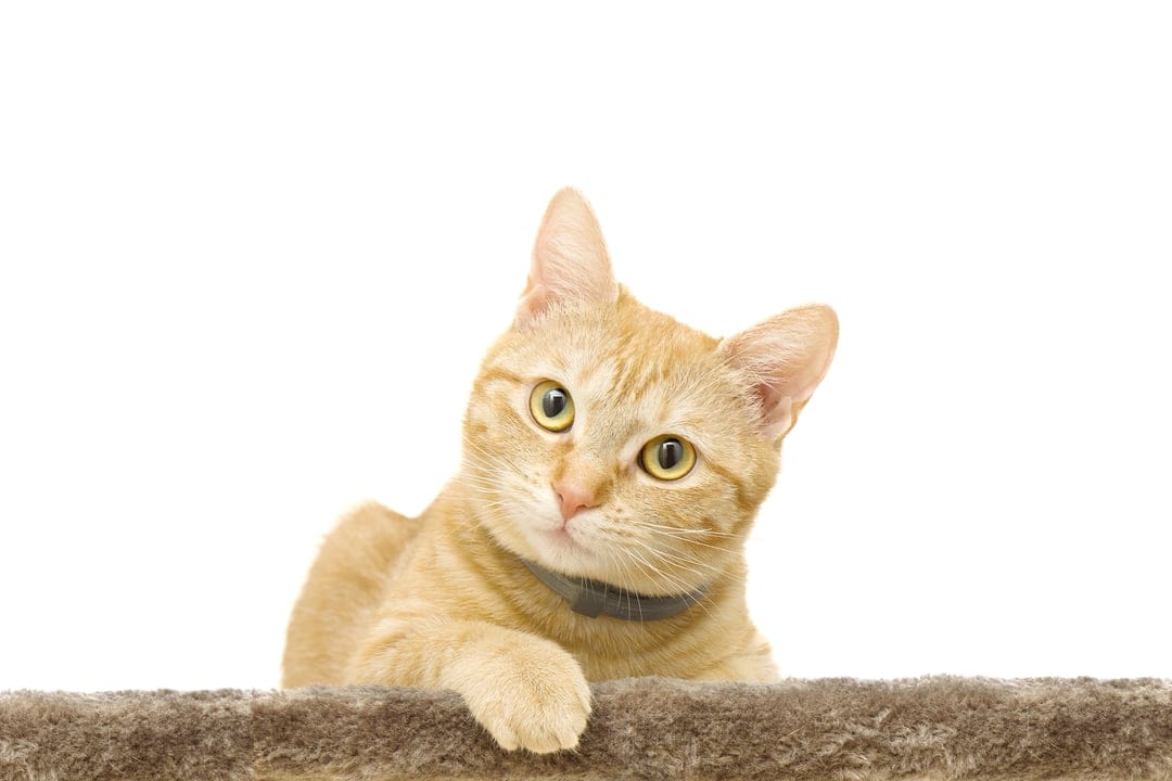 Orange tabby cat with a gray collar peeks over a brown ledge against a white background with a tilted head.