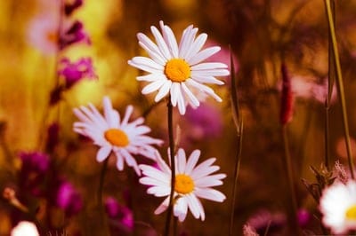 White daisies with yellow centers focus sharply against a blurred purple and gold meadow background.