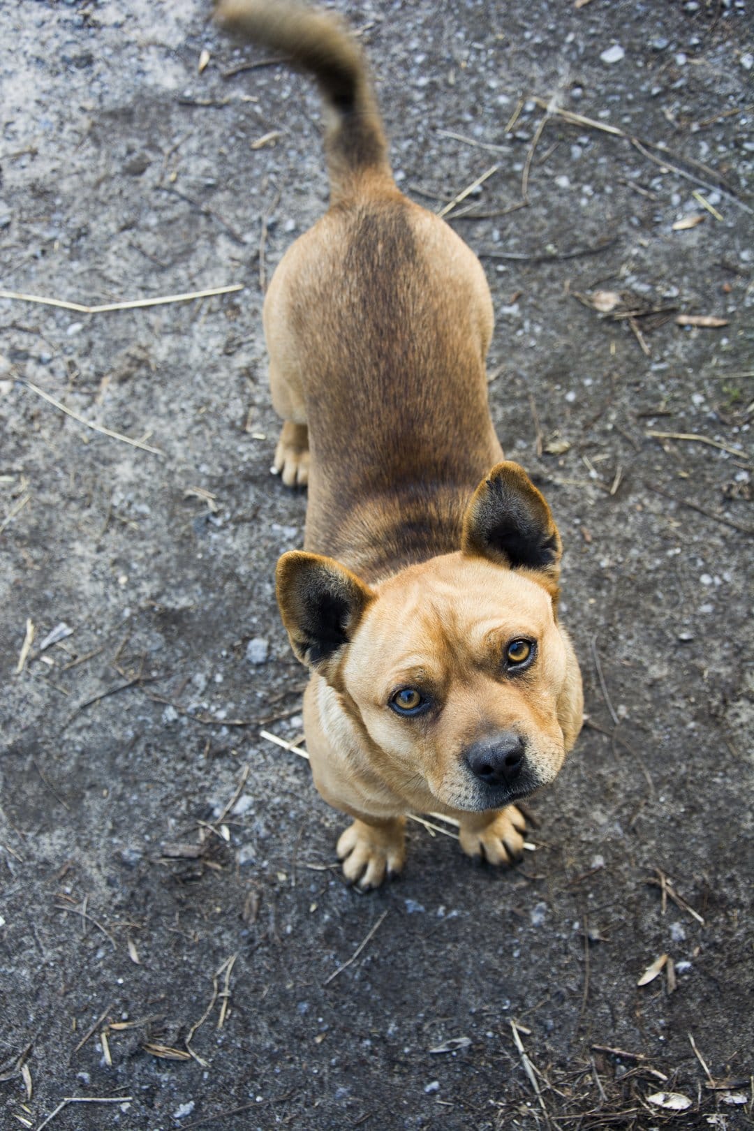 Tan puppy with amber eyes looks upward while sitting on a textured gravel surface with a blurred background.