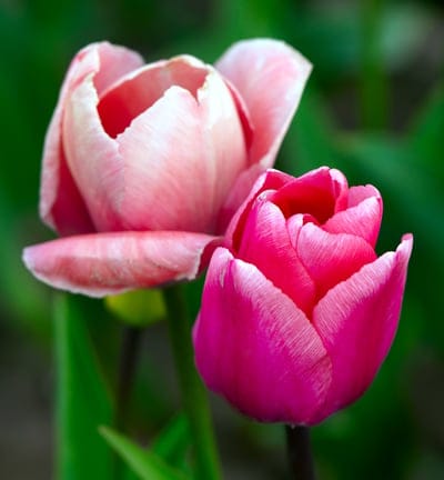Pink and magenta tulips with white fringed edges stand close together against a blurred green garden background.