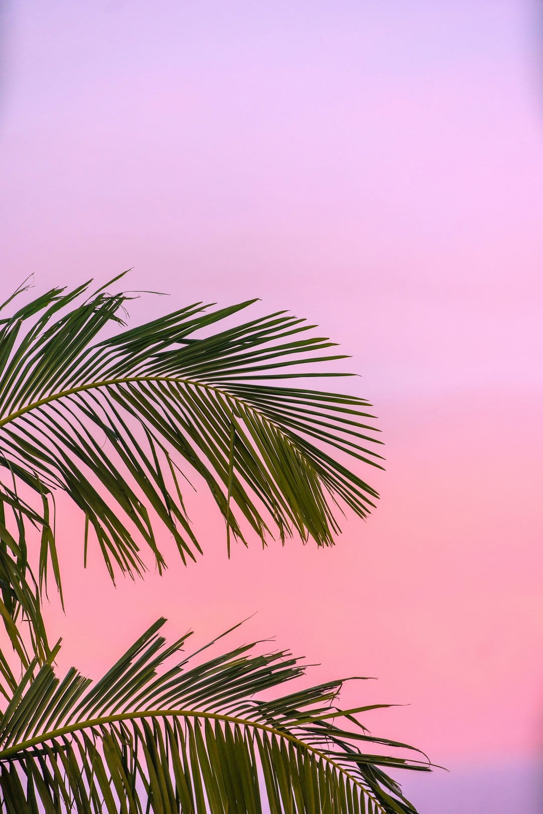 Palm fronds overlap against a vibrant pink and lavender gradient sky during a tropical twilight evening.