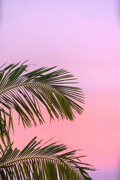 Summer,Summer wallpaper,Summer beach tree,Summer beach tree wallpaper,Summer sky background