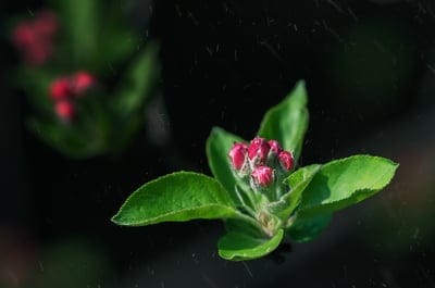 Pink apple blossom buds and green leaves glisten with raindrops against a soft, blurred garden background.