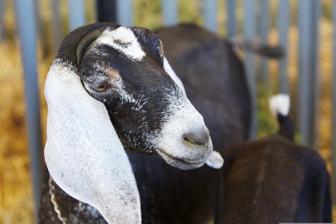 Speckled goat with long white ears looks sideways in a close-up headshot with a soft blurred farm background.