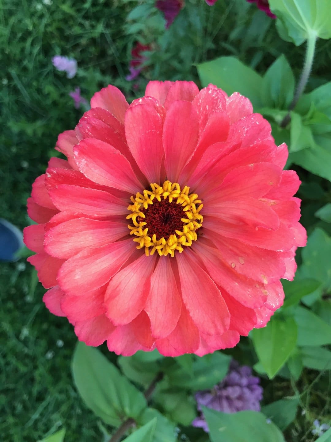 Pink zinnia flower with a yellow and red center blooms against a blurred background of green garden leaves.