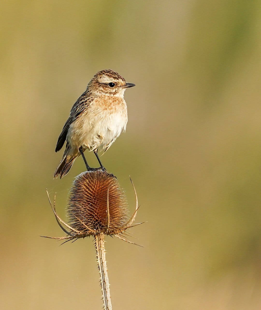 Whinchat songbird perches on a dried thistle flower head with a soft bokeh background of yellow and green.