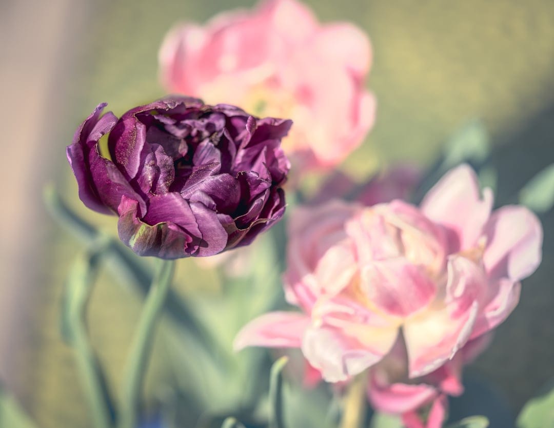 Purple ruffled tulip bloom in sharp focus with soft pink flowers blurred in the ethereal background glow.