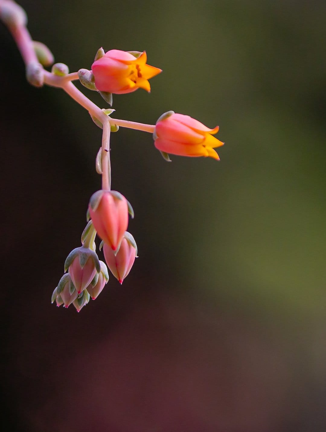 Pink and orange succulent flowers with closed buds emerge from thick green stems against a soft blurred background.