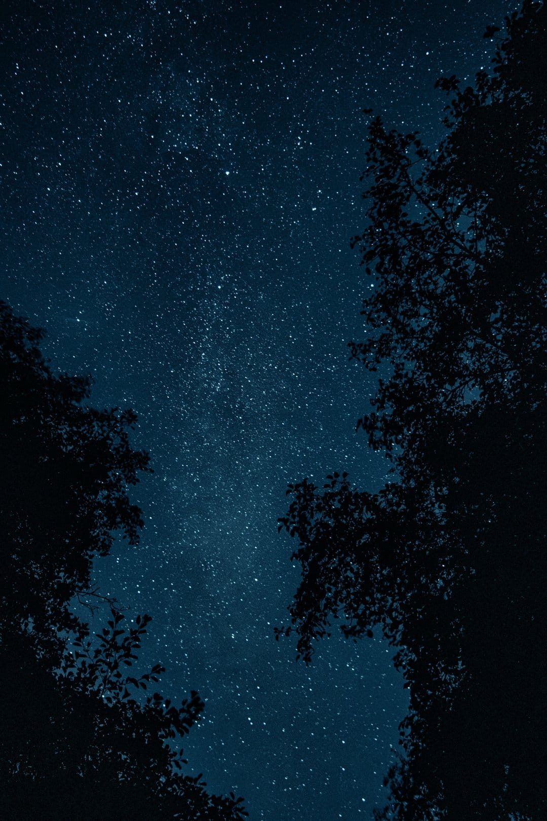 Glowing stars and celestial clusters visible through the dark silhouettes of reaching pine tree branches.