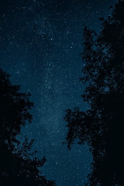 Forest stars,Forest stars wallpaper,stars wallpaper,stars desktop wallpaper,satrs