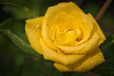 Yellow rose petals covered in small water droplets with a soft focus green garden background in the distance.