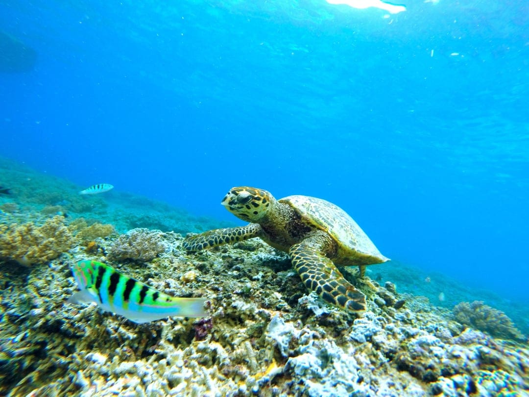 Sea turtle swimming over a colorful coral reef with a yellow and black striped fish in clear blue ocean water.