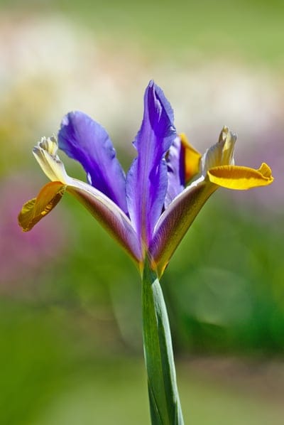 Purple iris flower with yellow tongues stands against a blurred green background in a vertical macro photograph.