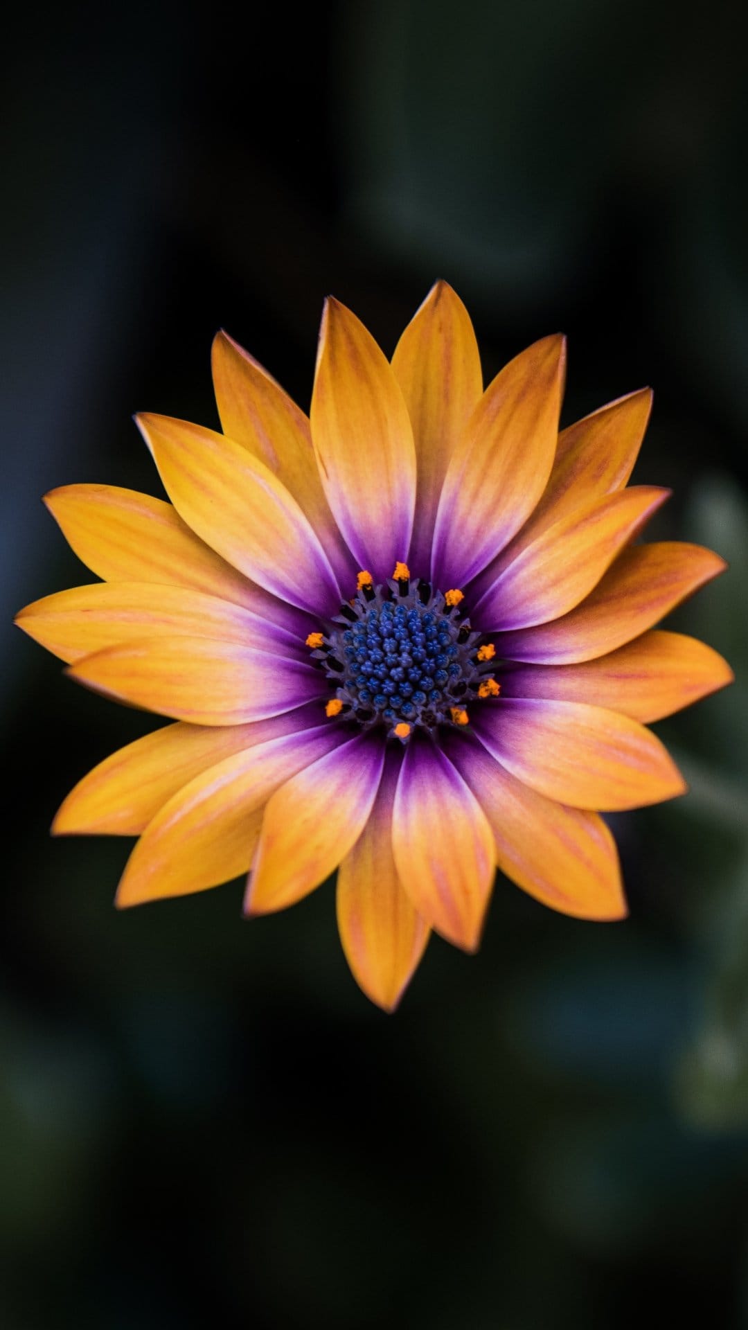 Orange flower petals transition into a purple center with tiny blue stamens against a dark, blurred background.