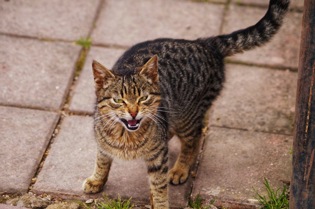 Tabby cat with an open mouth growling while standing on a cracked concrete surface with narrowed green eyes.