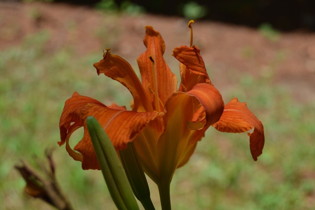 Orange daylily flower with ruffled petals and long stamen against a blurred green and brown garden background.