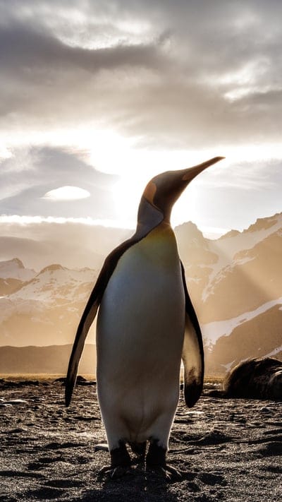 Wildlife, polar, Antarctica, king penguin, scenic, bird, nature, majestic, golden hour, cold, animal, mountains, rugged, wild, sun rays, dramatic, beautiful, outdoor, icy, serene