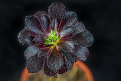 Aeonium, Black Rose, succulent, houseplant, dark plant, black leaves, rosette succulent, unique plant, low maintenance, gardening, botany, flora, plant photography, indoor plant, exotic plant, dormant plant, evergreen, rare succulent, decorative plant, indoor gardening, plant lover, plant care