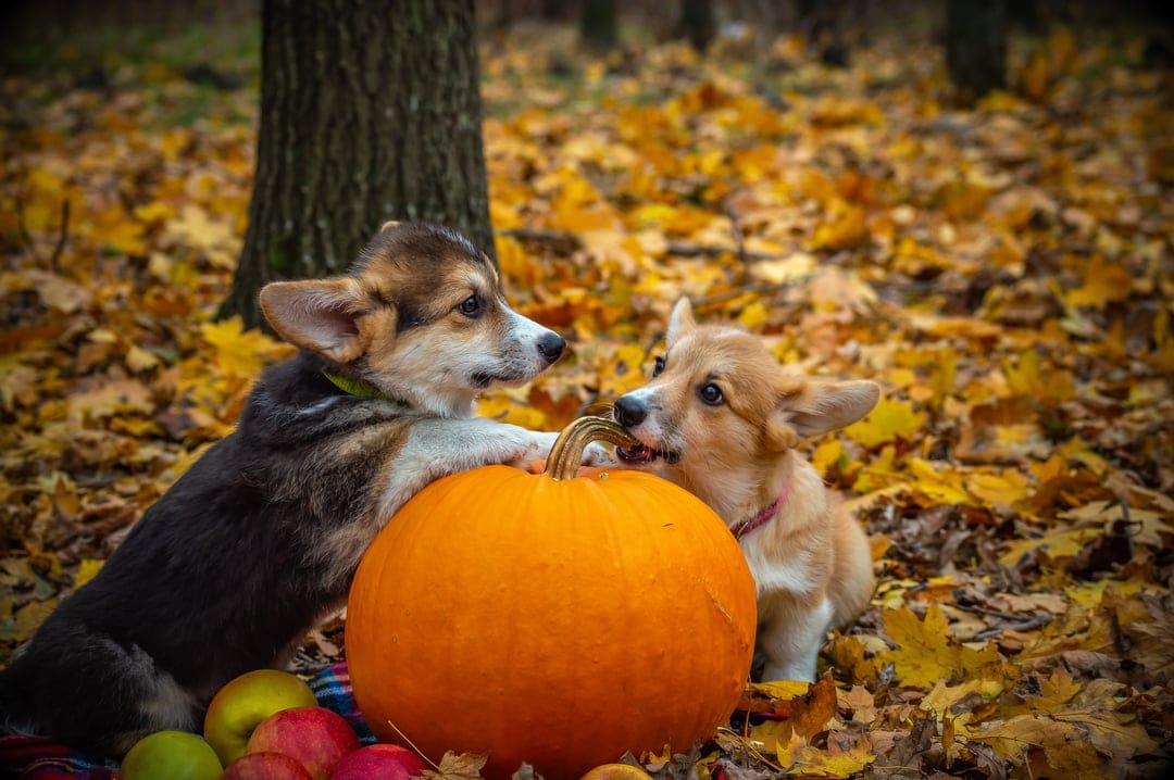 Two Corgi puppies sit by a large orange pumpkin on a bed of golden maple leaves during a sunny autumn day.