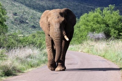 african,full hd wallpaper,elephant,bull,windows wallpaper,mac wallpaper,walking,thick skin,wallpaper hd,free wallpaper,4k wallpaper,animals,nature,laptop wallpaper,conservation,free background,south,4k wallpaper,africa,cool backgrounds