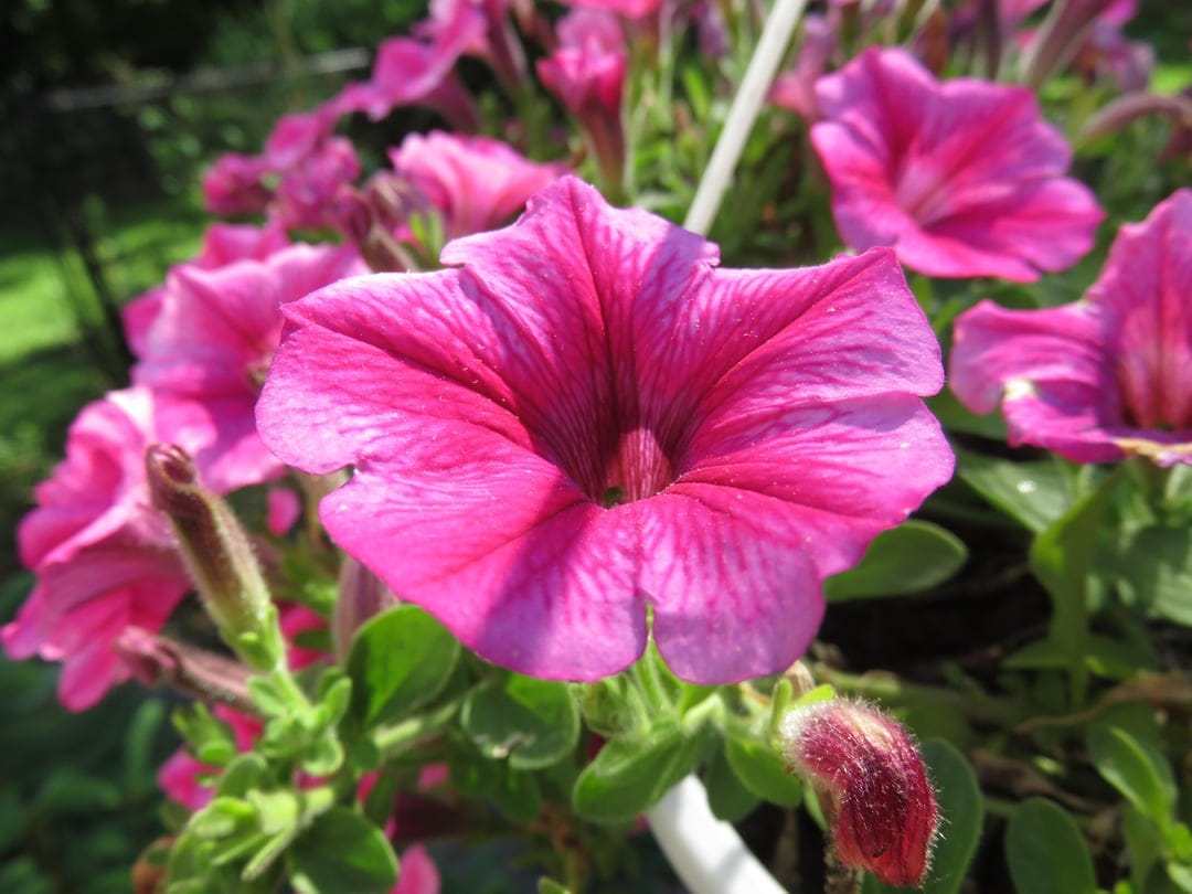 Fuchsia petunia flower with visible petal veins and a deep magenta center surrounded by soft green leaves.