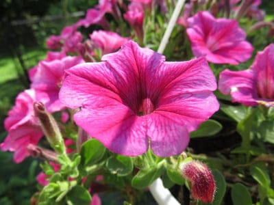 Fuchsia petunia flower with visible petal veins and a deep magenta center surrounded by soft green leaves.