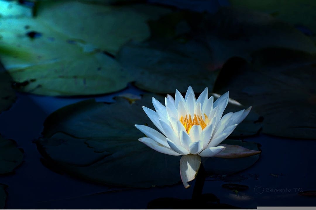 White water lily with yellow stamens floats on dark pond water surrounded by deep green circular leaves.