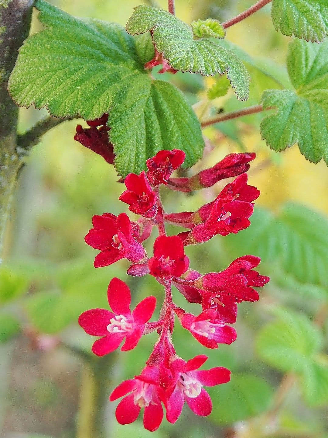 Red bell-shaped flowers hang in clusters from a green currant bush branch with textured, serrated leaves.