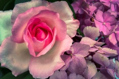 Pink rose with layered petals nested in light purple hydrangeas under soft, diffused natural lighting.