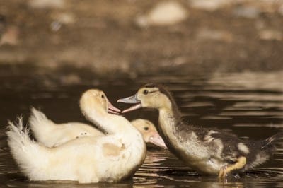 farm,beautiful wallpaper,duck,wallpaper 4K,Mac wallpaper,cool backgrounds,4K wallpaper,nature,plumage,ducklings,cute,Windows wallpaper,spring,the needle,HD wallpaper,animal,full HD wallpaper,wallpaper HD,feather,ducks