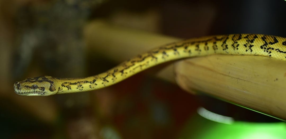 Yellow and black patterned python resting on a thick bamboo stalk against a blurred warm and green background.