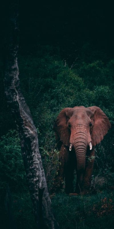 Elephant, Wildlife, Forest, Greenery, Nature, Safari, Majestic, Giant, African, Outdoors, Jungle, Wild Animals, Powerful, Serene, Untamed, Ecosystem, Grandeur, Trunk, Ears, Natural Habitat