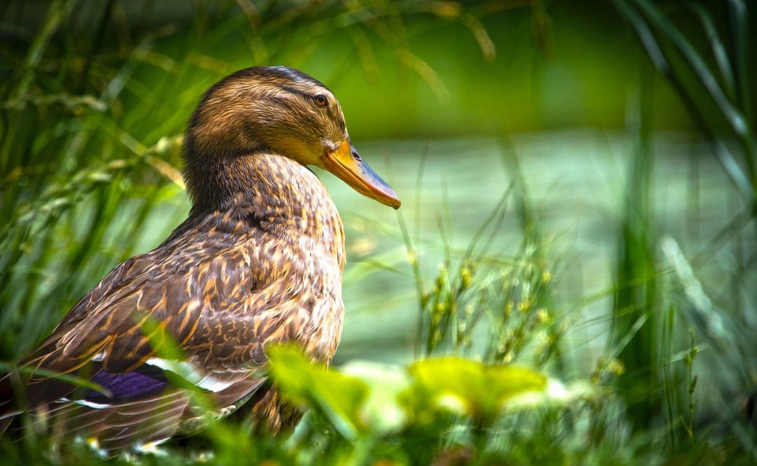 Mallard duck with iridescent feathers rests in tall green grass with its beak open by a blurred pond edge.