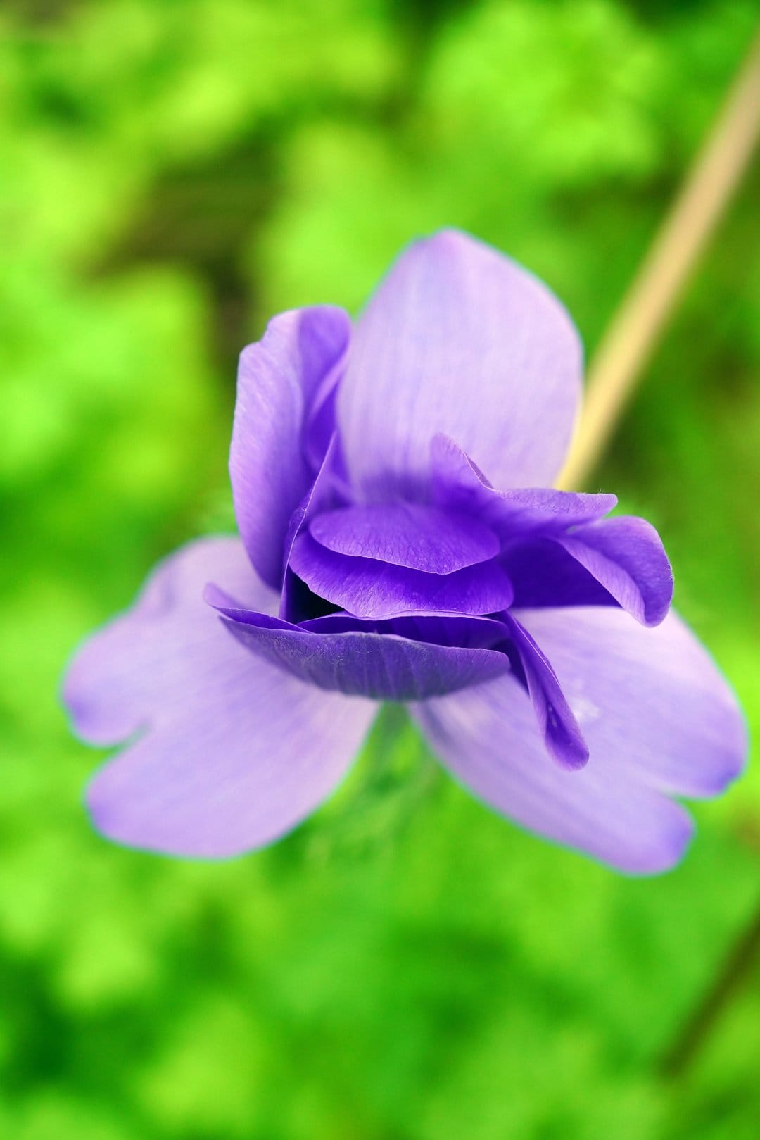 Violet flower petals transition into a soft-focus green background in a detailed macro botanical scene.