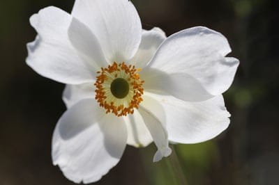 White anemone flower with translucent petals and golden stamens centered against a dark, blurred background.