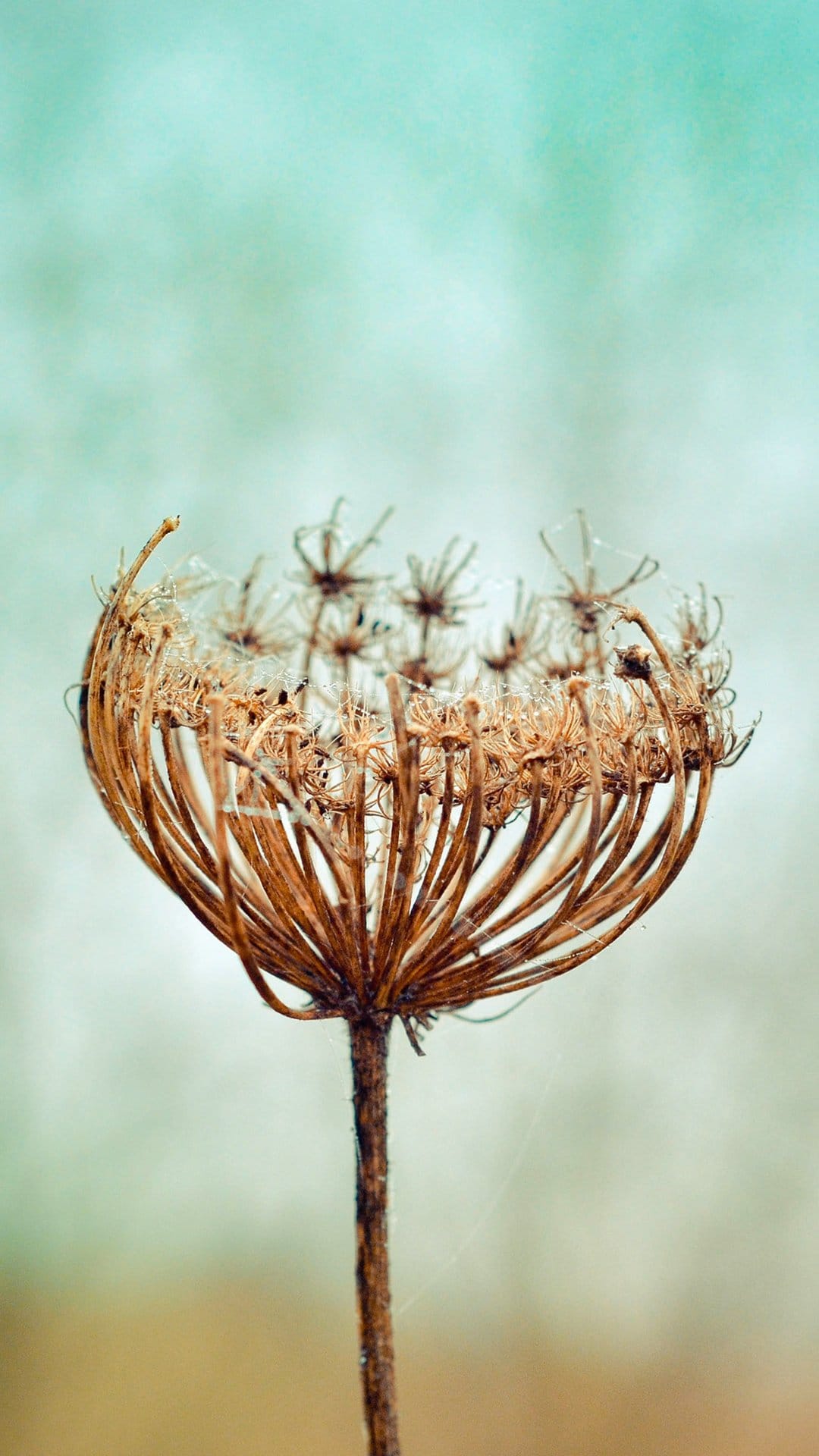 Dried Queen Anne's Lace seed head with skeletal brown structures against a soft blue and tan blurred background.