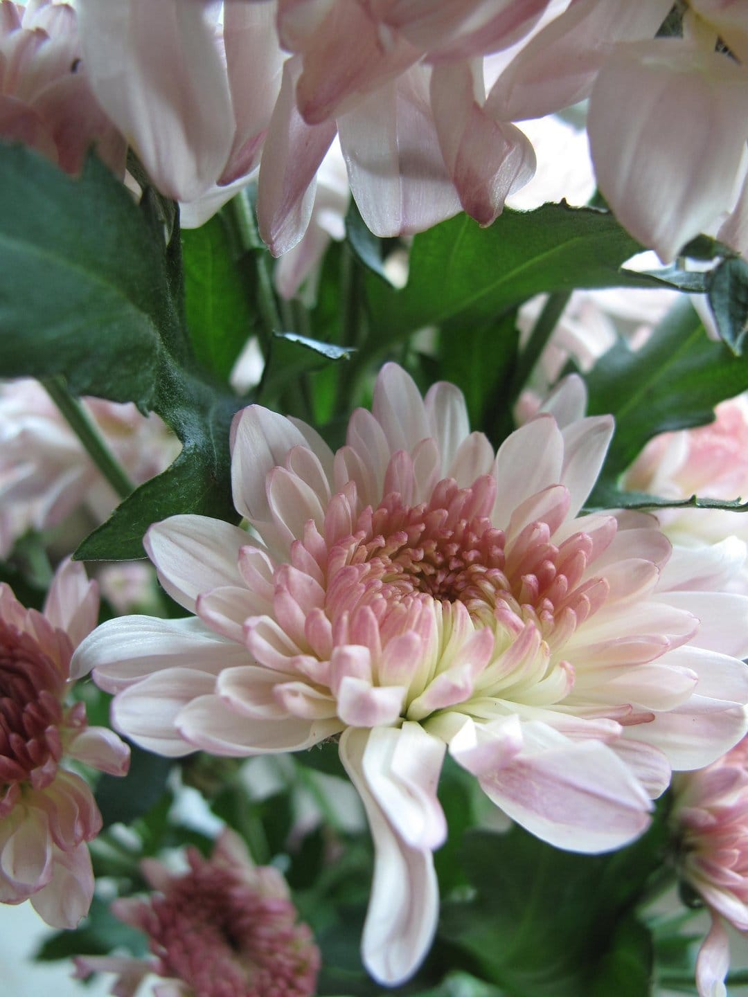 Pink chrysanthemum blossoms with layered petals and golden centers nestled among dark green garden leaves.