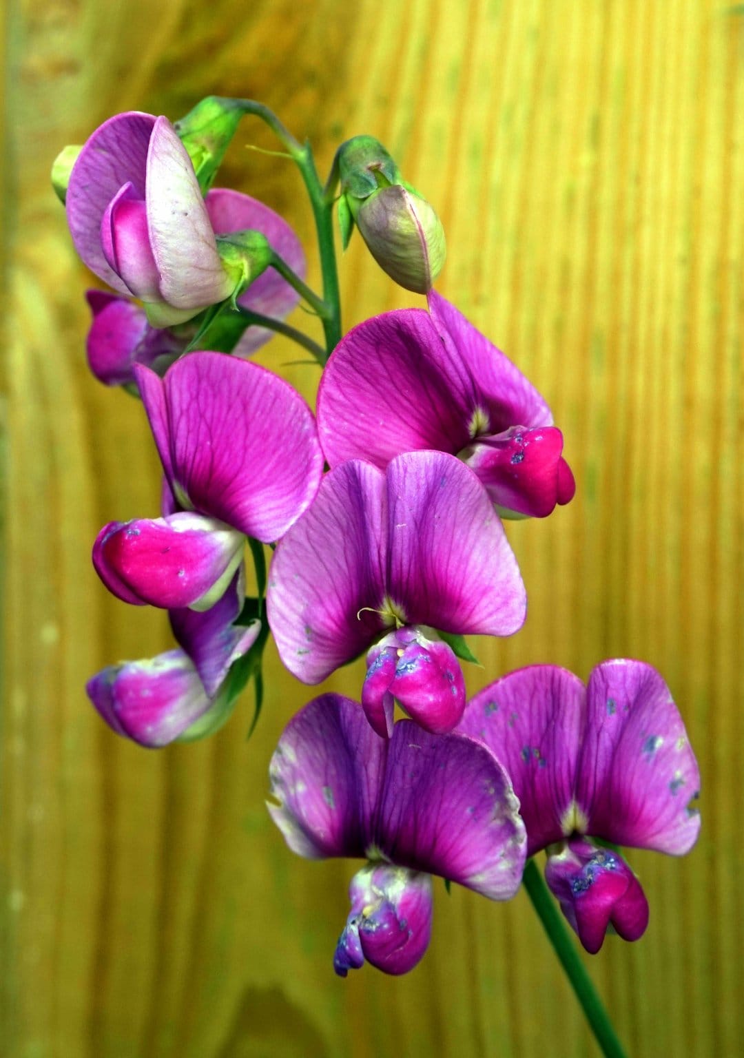 Purple and pink sweet pea flowers bloom on a weathered wooden fence with soft-focus garden greenery behind them.