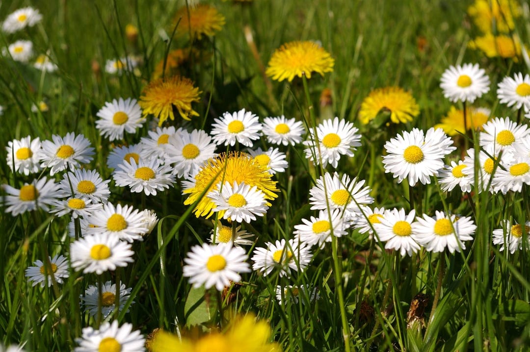 White daisies and yellow dandelions bloom in a lush green meadow under bright, warm sunlight with soft bokeh.
