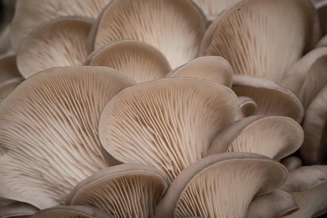 Oyster mushroom gills showing thin white ridges in a fan pattern with soft shadows and a shallow depth of field.