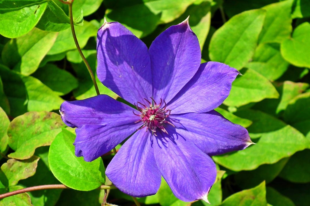 Purple Clematis flower with six petals and a yellow center surrounded by dense green leaves in soft daylight.