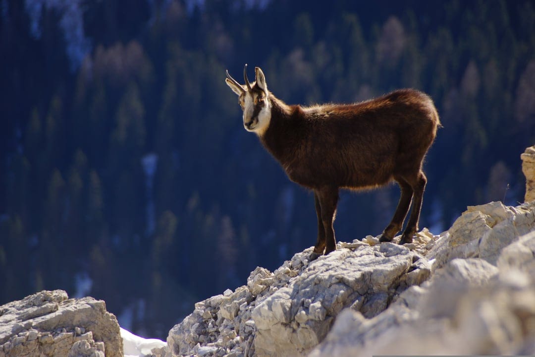 Chamois with hooked horns stands on a jagged mountain peak against a dark evergreen forest background.