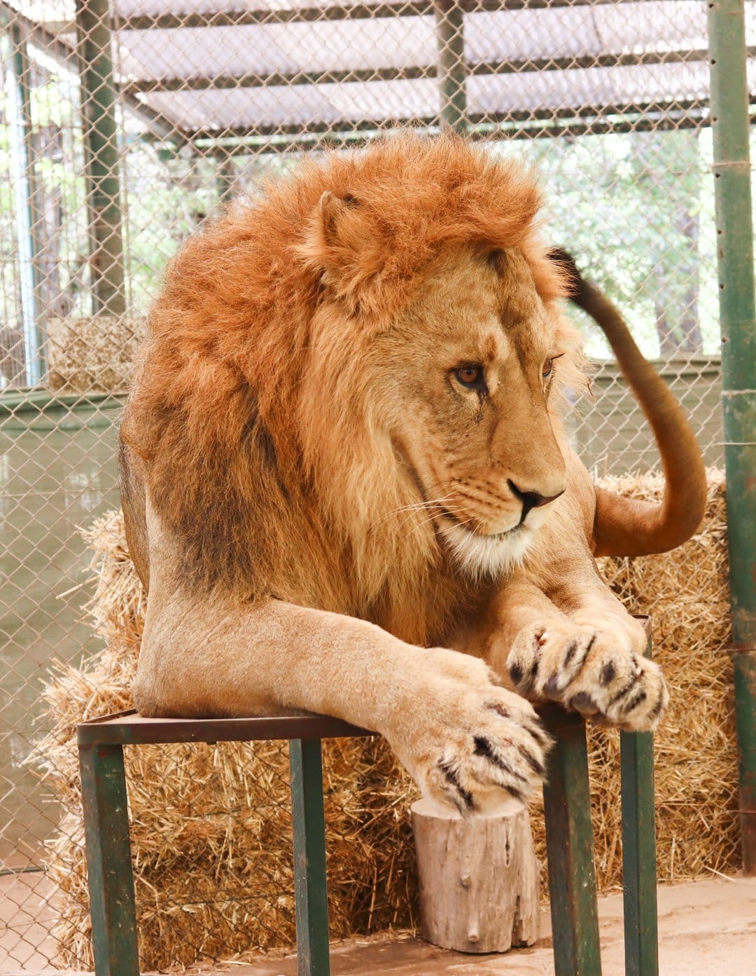 Male lion with a large mane sits on a green platform next to hay inside a wire mesh fenced outdoor enclosure.