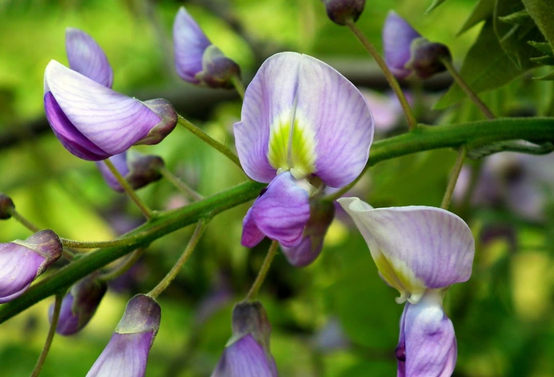 Purple wisteria blossoms with white centers hang from a green stem against a soft-focus forest green background.