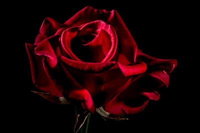 Red rose with velvety petals and soft highlights emerges from a pitch-black background in a vertical close-up.