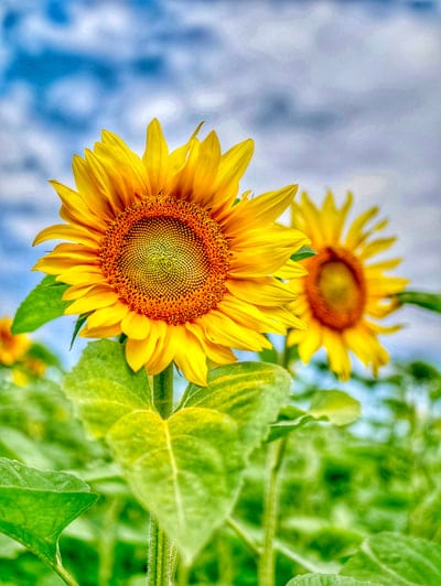 Large yellow sunflower blossom with textured seeds stands prominently against a backdrop of soft clouds and foliage.